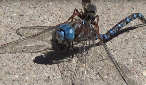 食虫虻是什么昆虫类