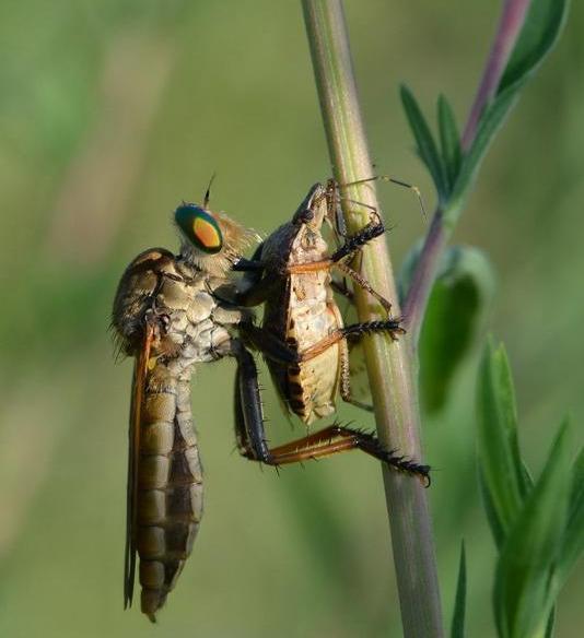 食虫虻是什么昆虫类