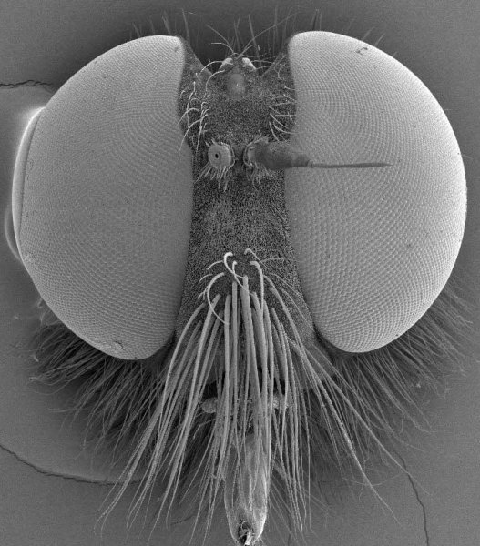 食虫虻是什么昆虫类