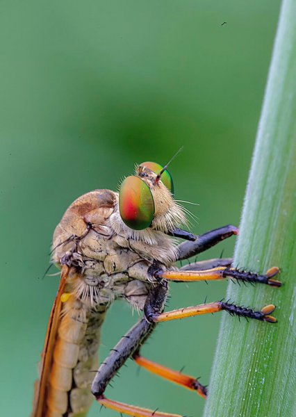 食虫虻是什么昆虫类