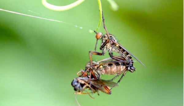 食虫虻是什么昆虫类