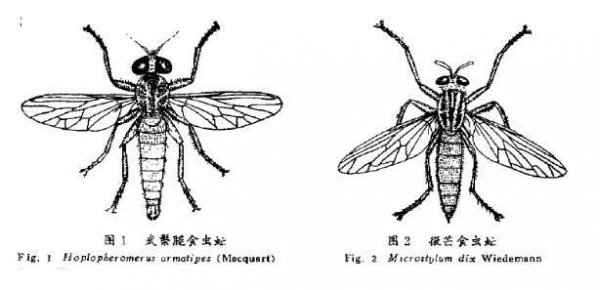 食虫虻是什么昆虫类