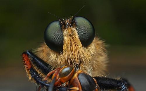 食虫虻是什么昆虫类