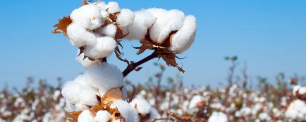 棉花可以做什么