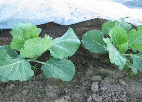 包菜怎么发芽快