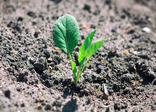 包菜怎么发芽快