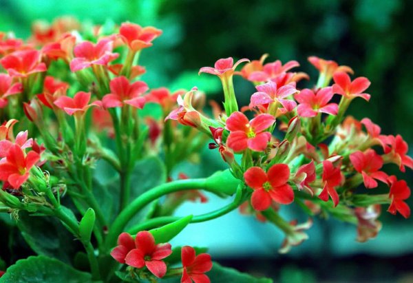 送老年人的生日鲜花