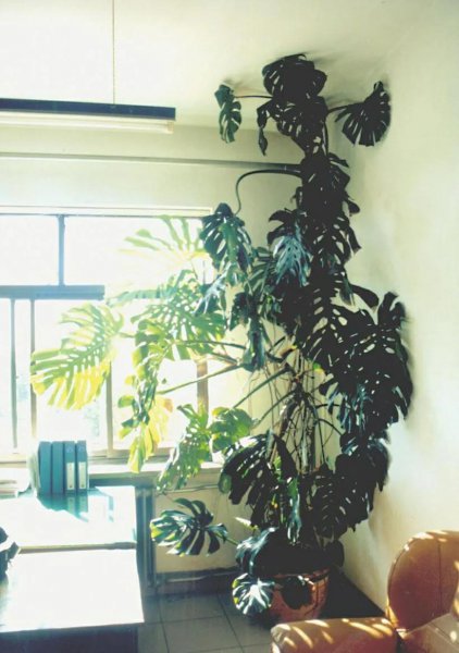 送老年人的生日鲜花