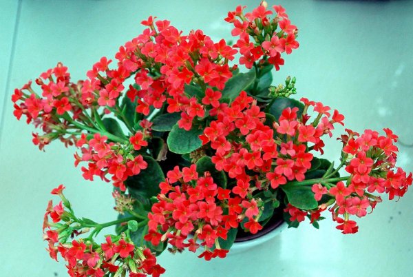 送老年人的生日鲜花