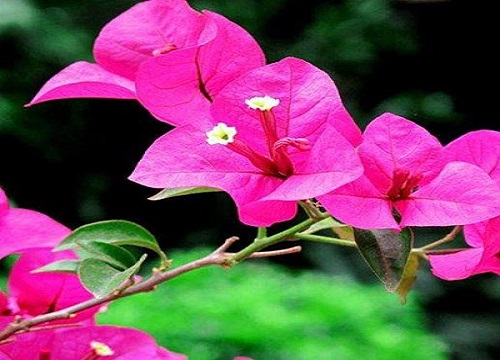 三角梅怎么养四季开花爆盆