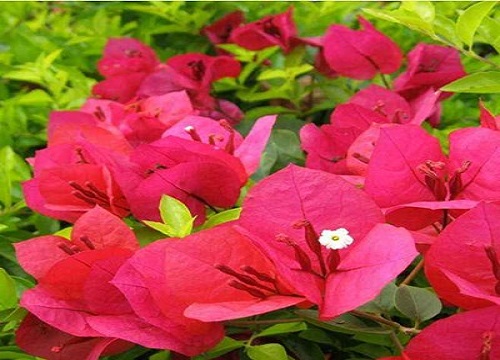 三角梅怎么养四季开花爆盆