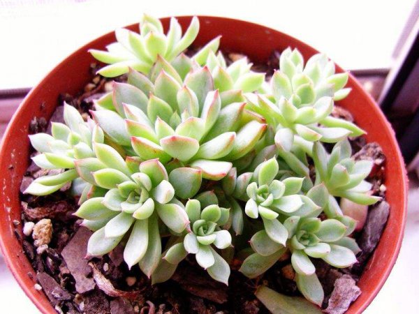 怎么判断多肉进入休眠期