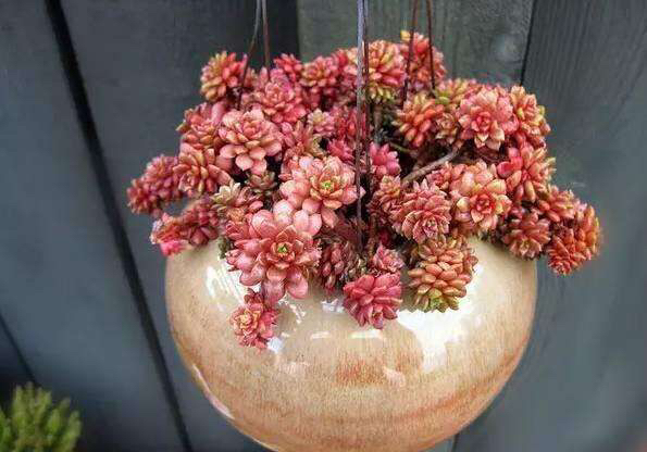 怎么判断多肉进入休眠期