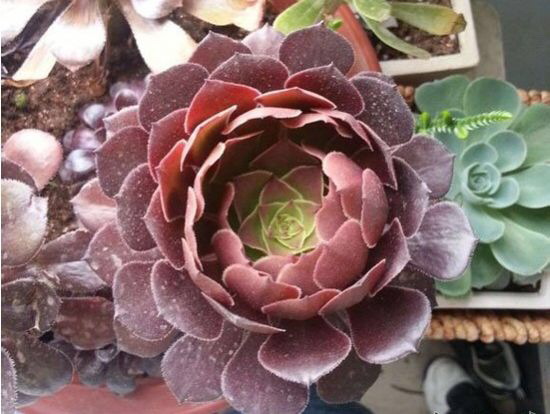 怎么判断多肉进入休眠期