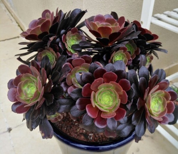 怎么判断多肉进入休眠期