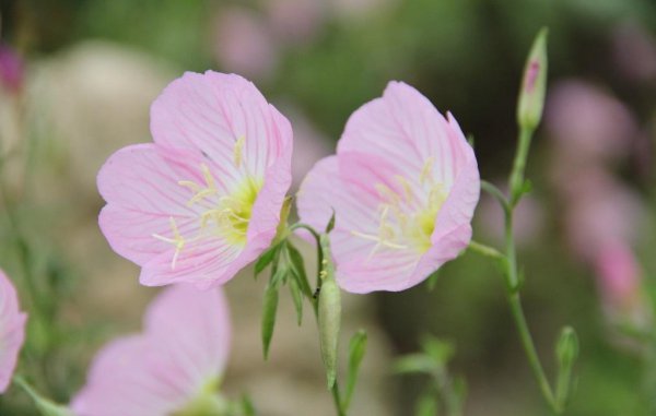 恋爱中最粘人的星座男排行