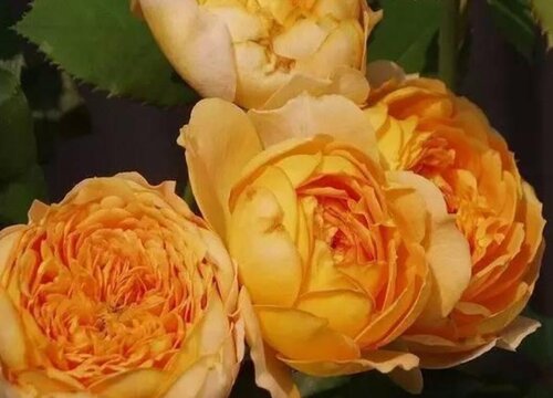 蜂蜜焦糖月季是藤本还是灌木