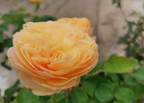 月季冬天怎么养才能安全过冬