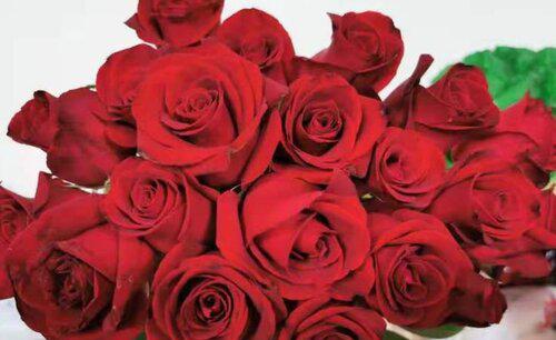 玫瑰花怎么晾干不变黑