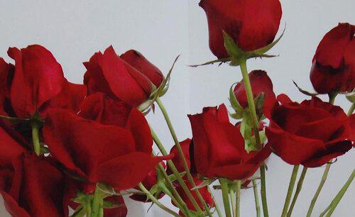 玫瑰花怎么晾干不变黑