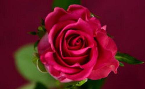 玫瑰花怎么晾干不变黑