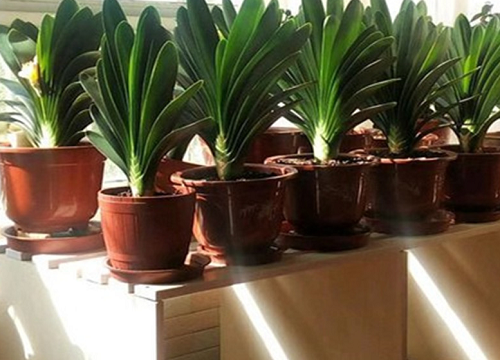 用什么擦拭君子兰叶片效果好