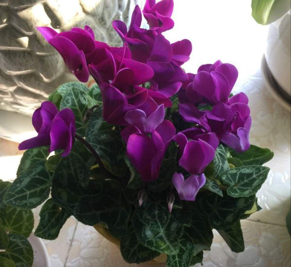 家里风水十大吉祥花