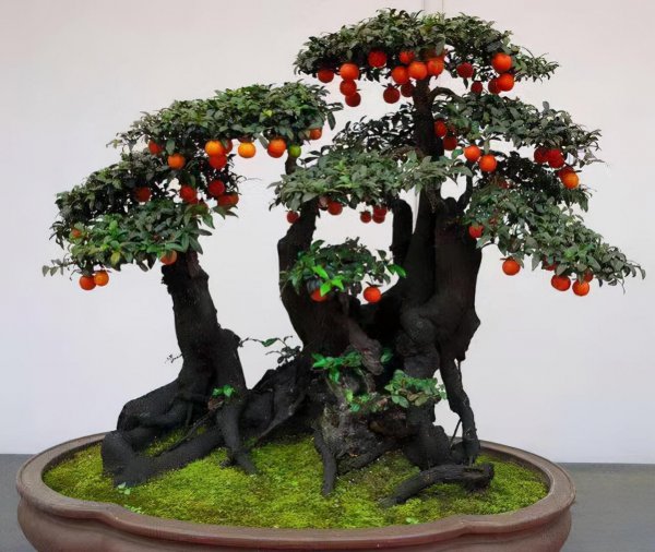 家里风水十大吉祥花