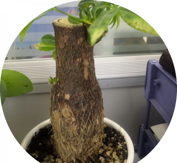 家里风水十大吉祥花