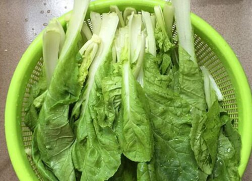 青菜能放冰箱吗