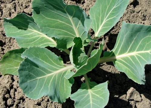 青菜能放冰箱吗