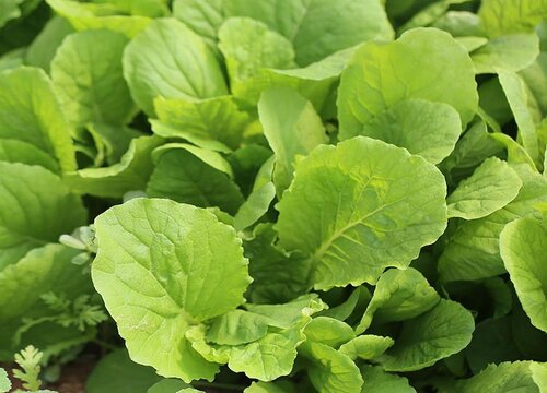 青菜能放冰箱吗