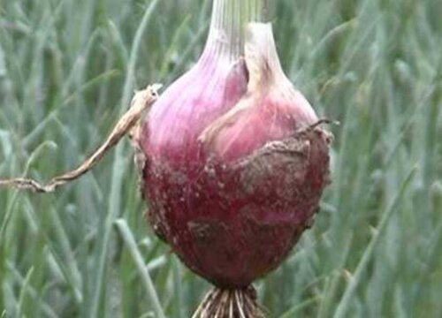 洋葱病虫害防治技术与方法措施