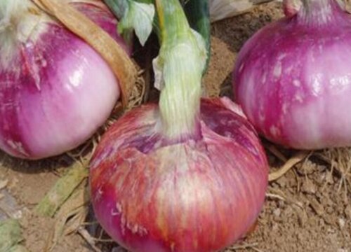 洋葱病虫害防治技术与方法措施