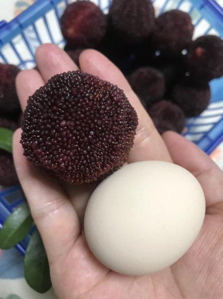 鸡蛋怎么保存时间最长最新鲜