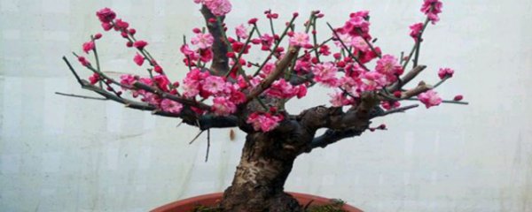 红梅什么季节换盆最好