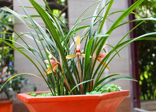 七月兰花病虫害如何进行防治