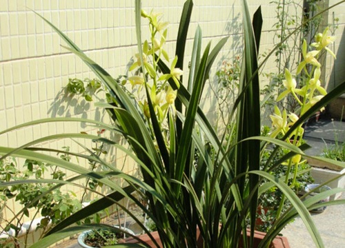 七月兰花病虫害如何进行防治