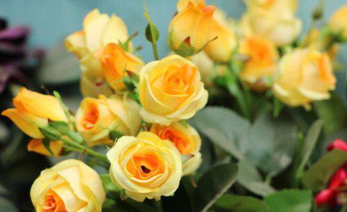 黄玫瑰不能随便送人