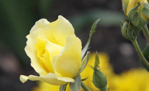 黄玫瑰不能随便送人