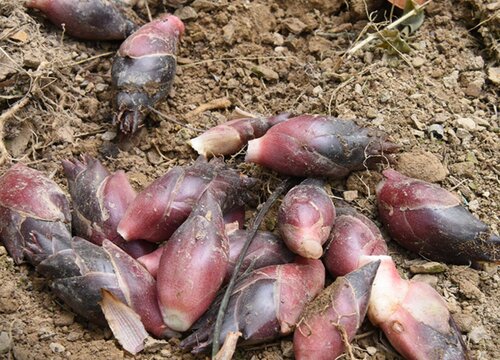 阳荷什么时候栽种合适