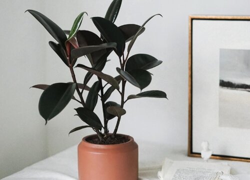 植物什么时候换盆最好