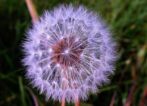 蒲公英有什么药用价值