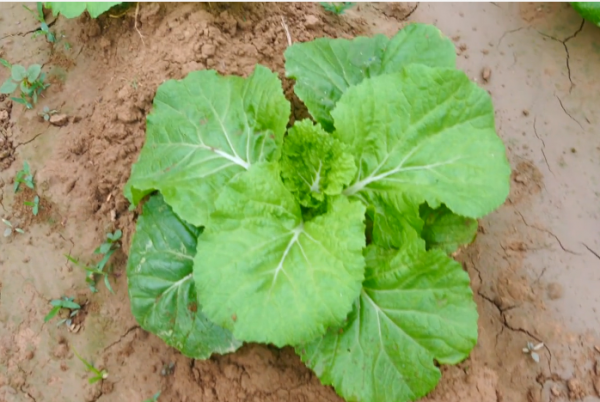 种蔬菜施什么肥最好