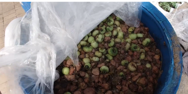 种蔬菜施什么肥最好