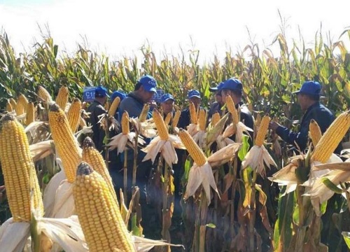 迪卡c1563玉米种子简介