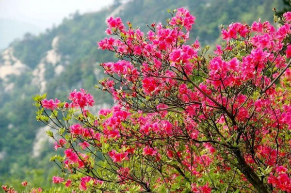 杜鹃花分布在我国什么地方