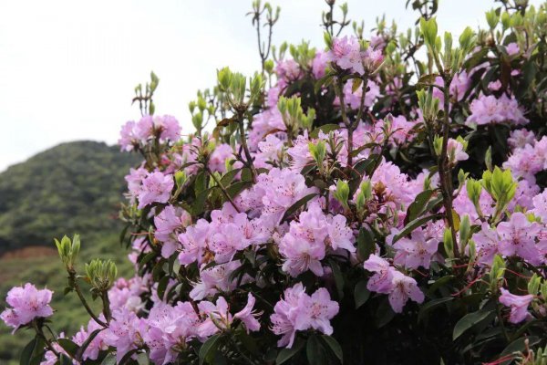 杜鹃花分布在我国什么地方