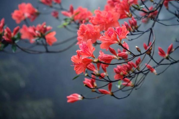 杜鹃花分布在我国什么地方