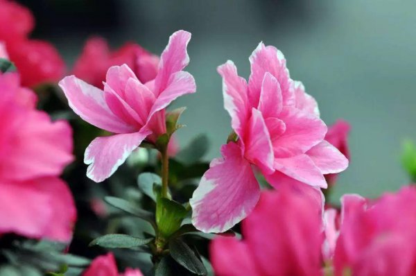 杜鹃花分布在我国什么地方